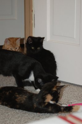 socializing kittens