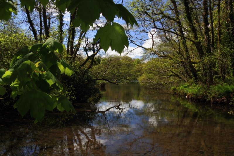 Pond, Tehidy Woods