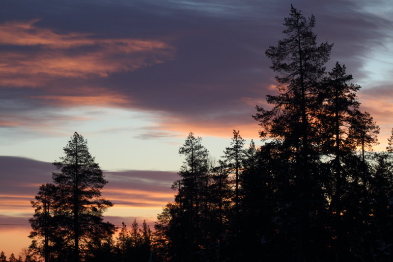 Conifer silhouettes before sunrise