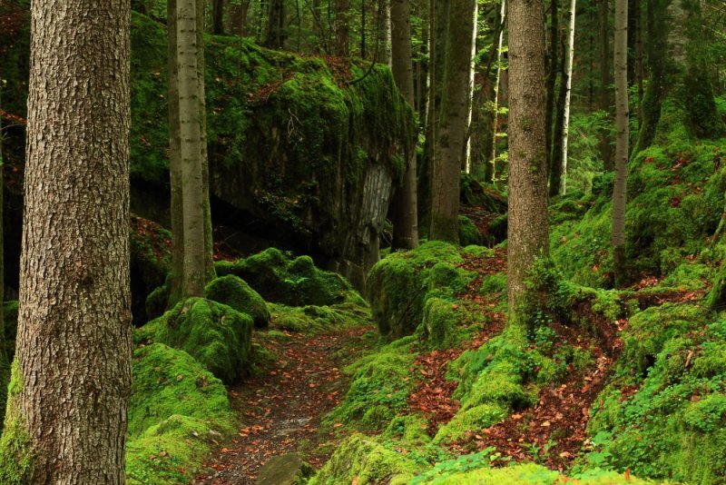 Tolkienesque woodland, Blausee