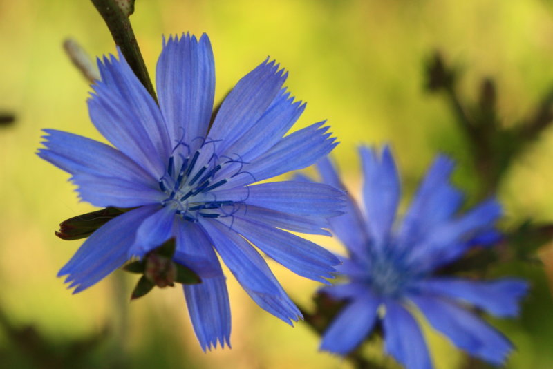 Wild chicory