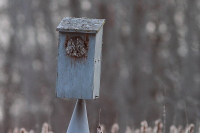 Petit-duc macul