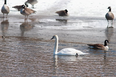 Cygne tuberculé, Bernache du Canada