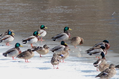 Canard colvert