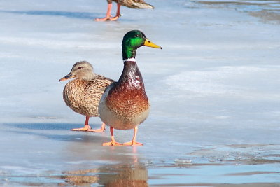 Canard colvert