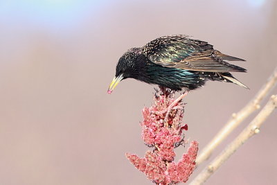 Oiseaux Mars-Avril 2017