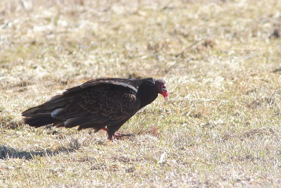 Urubu à tête rouge
