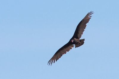 Urubu à tête rouge
