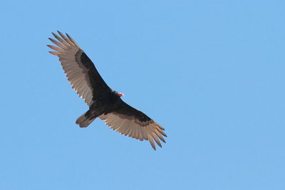 Urubu à tête rouge