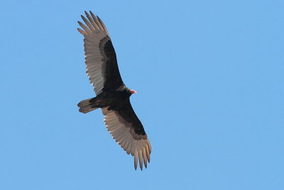 Urubu à tête rouge