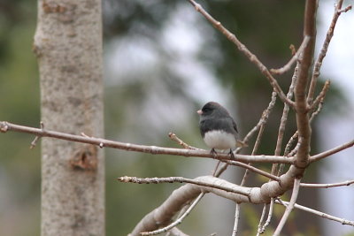 Junco ardoisé