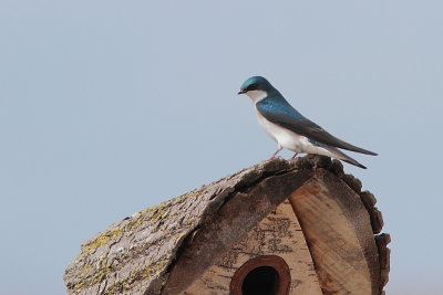 Hirondelle bicolore