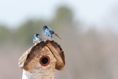 Hirondelle bicolore