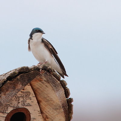 Hirondelle bicolore