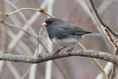 Junco ardoisé