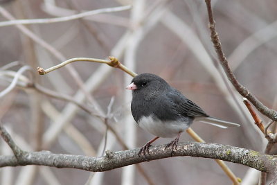 Junco ardoisé