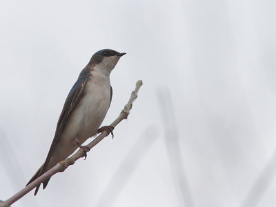 Hirondelle bicolore