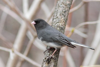 Junco ardoisé