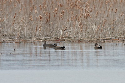 Canard chipeau