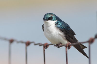 Hirondelle bicolore