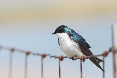 Hirondelle bicolore