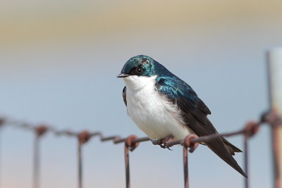 Hirondelle bicolore