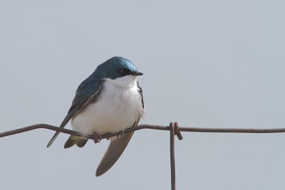 Hirondelle bicolore