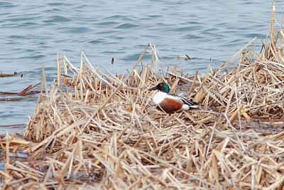 Canard Souchet