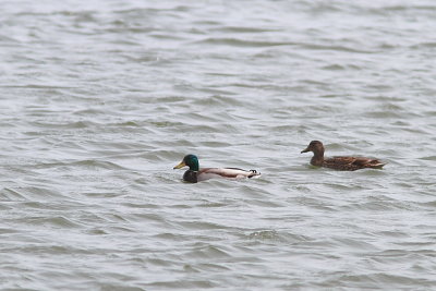 Canard colvert
