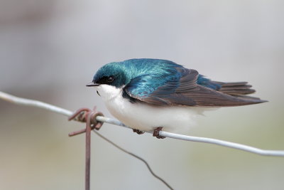 Hirondelle bicolore