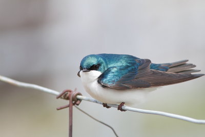 Hirondelle bicolore