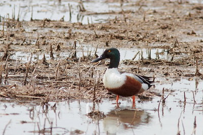 Canard Souchet