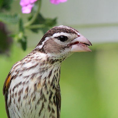 Cardinal  poitrine rose