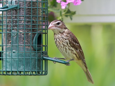 Cardinal  poitrine rose