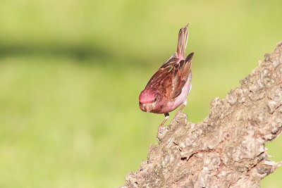 Roselin pourpr