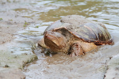 Tortue serpentine