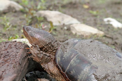 Tortue serpentine