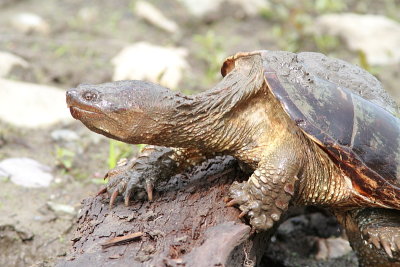 Tortue serpentine