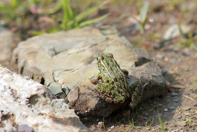 Grenouille lopard