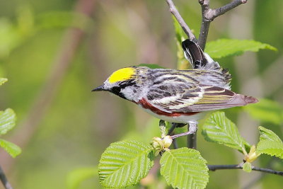 Paruline  flancs marron