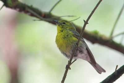 Paruline des pins