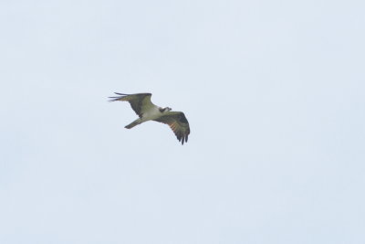 Balbuzard pcheur