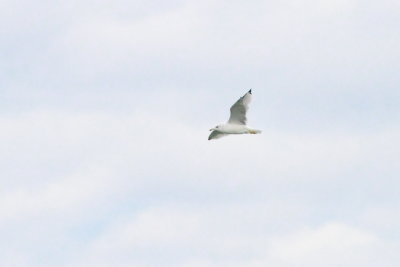g10/95/921695/3/168215757.PIdeD2jR.jpg