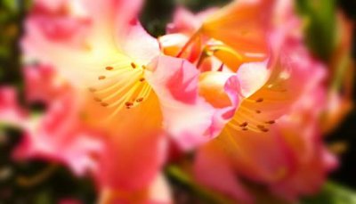 Azaleas And Rododendrones 2018