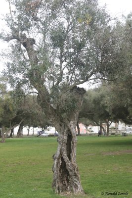 LISBONNE MARS 2017 - 92.jpg