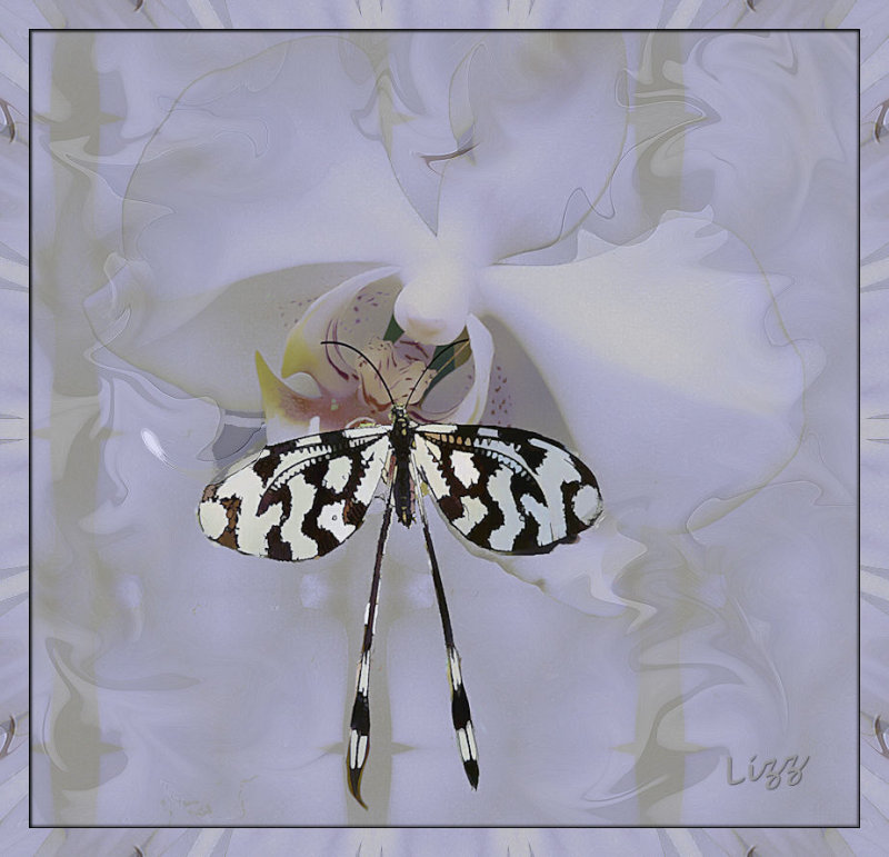 Butterfly and Orchid by Liz       July 2017