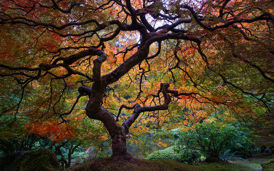 Flaming Maple.jpg