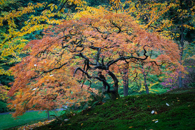 J Gardens 11.jpg
