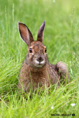 Livre d'Amrique - Snowshoe Hare