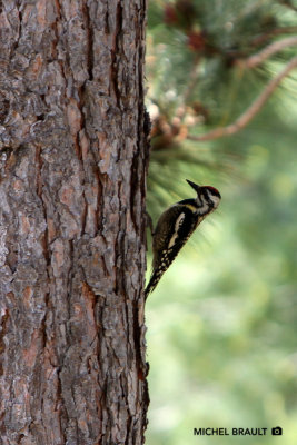 Pic Macul - Yellow-bellied Sapsucker